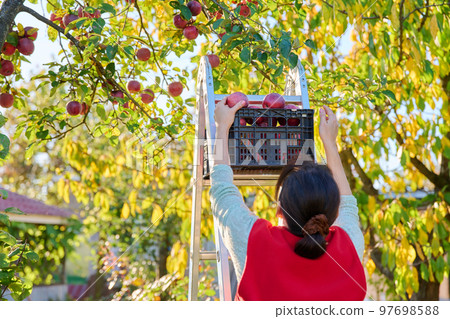 Harvesting apples, woman on ladder picking red ripe apples from tree Harvesting apples, woman on ladder picking red ripe apples from tree 97698588