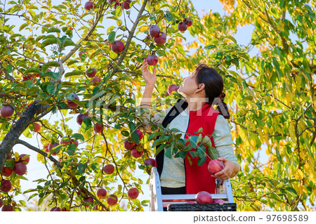 Harvesting apples, woman on ladder picking red ripe apples from tree Harvesting apples, woman on ladder picking red ripe apples from tree 97698589