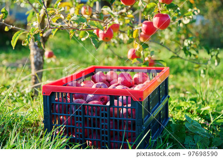 Box with harvest of ripe red organic apple trees in garden, on grass under apple tree. Box with harvest of ripe red organic apple trees in garden, on grass under apple tree. 97698590