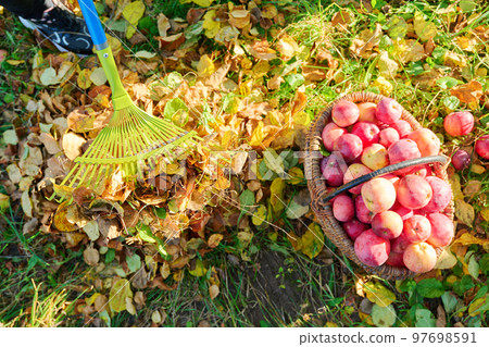 Seasonal autumn garden work, woman raking leaves with rake in apple orchard Seasonal autumn garden work, woman raking leaves with rake in apple orchard 97698591
