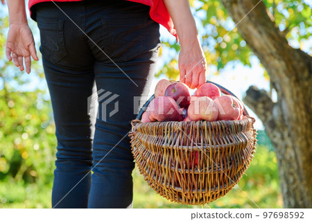 Woman's hands picking ripe red organic apples in basket in autumn garden. Woman's hands picking ripe red organic apples in basket in autumn garden. 97698592