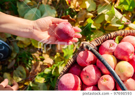 Woman's hands picking ripe red organic apples in basket in autumn garden. Woman's hands picking ripe red organic apples in basket in autumn garden. 97698593