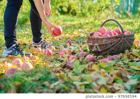 Woman's hands picking ripe red organic apples in basket in autumn garden. Woman's hands picking ripe red organic apples in basket in autumn garden. 97698594