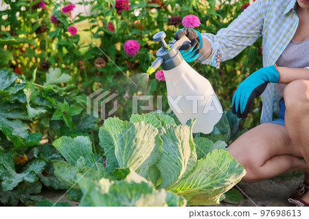 Woman spraying cabbage, pest control, spraying poison to kill insects from leaves Woman spraying cabbage, pest control, spraying poison to kill insects from leaves 97698613