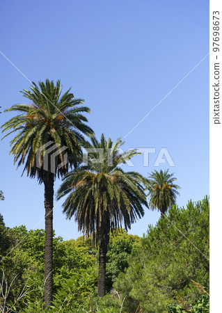 Palm landscape background. Tropical palm trees with leaves in the thickets of jungles against the background of the summer sunny blue sky. Nature, vacation, relaxation concept. 97698673