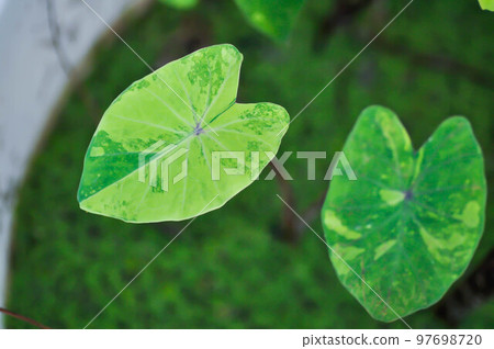 Colocasia esculenta, Lemon Lime Gecko or Colocasia Colocasia esculenta, Lemon Lime Gecko or Colocasia 97698720