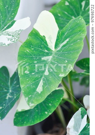 Colocasia White Lava or Colocasia variegated plant or bicolor Colocasia White Lava or Colocasia variegated plant or bicolor 97698722