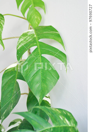 Epipremnum, Epipremnum Pinnatum Variegata or Epipremnum pinnatum variegated albo Epipremnum, Epipremnum Pinnatum Variegata or Epipremnum pinnatum variegated albo 97698727