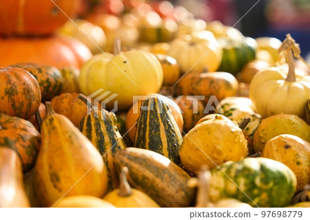 Colorful pumpkins assortment on the autumn season market. 97698779