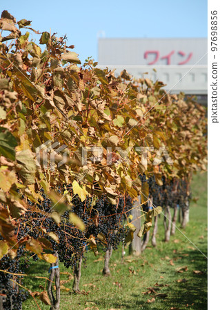 Vineyard, grape cultivation, wine grapes, grape exhibition garden 97698856