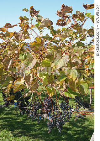 葡萄園、葡萄種植、釀酒葡萄、葡萄展園 97698857