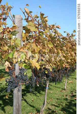 葡萄園、葡萄種植、釀酒葡萄、葡萄展園 97698858