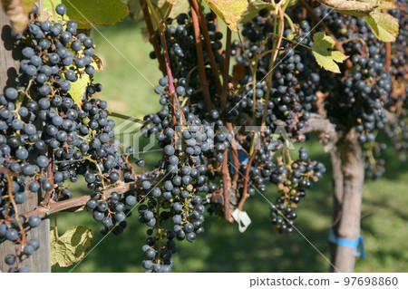 葡萄園、葡萄種植、釀酒葡萄、葡萄展園 97698860