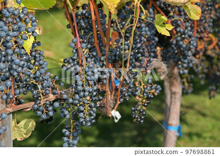 葡萄園、葡萄種植、釀酒葡萄、葡萄展園 97698861