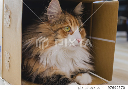 Cat hiding in cardboard Norwegian Forest Cat Cat hiding in cardboard Norwegian Forest Cat 97699570