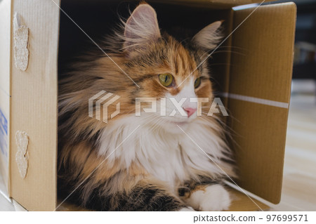Cat hiding in cardboard Norwegian Forest Cat Cat hiding in cardboard Norwegian Forest Cat 97699571