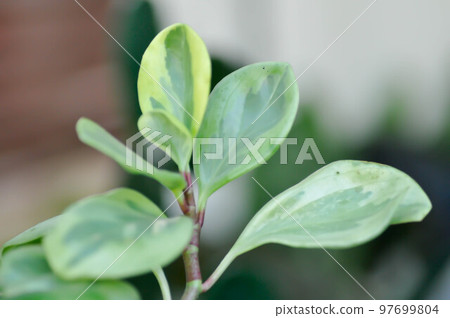 Peperomia obtusifolia, Baby Rubber Plant or Pepper Face or PIPERACEAE 97699804