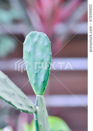 Opuntia cochenillifera, Opuntia or cactus or succulent 97699805