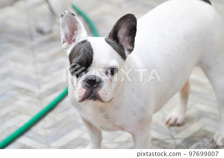 dog or french bulldog, unaware French bulldog 97699807