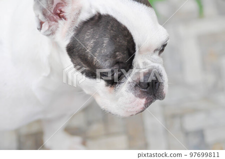 dog or french bulldog, unaware French bulldog 97699811