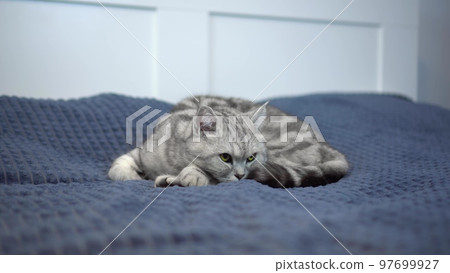 British cat lies on the bed and looks. The domestic cat is resting. British cat lies on the bed and looks. The domestic cat is resting. 97699927