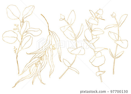 Watercolor floral set of gold eucalyptus seeds, branches and linear leaves. Hand painted silver dollar eucalyptus isolated on white background. Illustration for design, print, fabric or background. Watercolor floral set of gold eucalyptus seeds, branches and linear leaves. Hand painted silver dollar eucalyptus isolated on white background. Illustration for design, print, fabric or background. 97700130