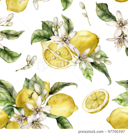 Watercolor seamless pattern of fresh lemons, leaves and blooming flowers. Hand painted ripe fruits isolated on white background. Tasty food illustration for design, print, fabric or background. 97700397