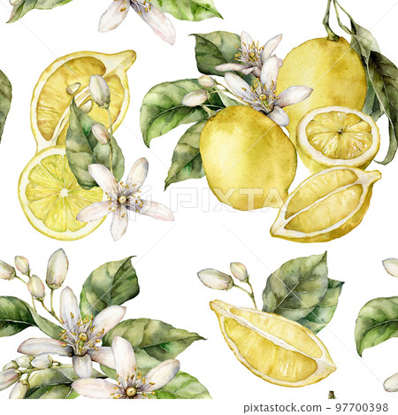 Watercolor seamless pattern of green leaves, blooming flowers and ripe lemons. Hand painted fresh fruits isolated on white background. Tasty food illustration for design, print, fabric or background. Watercolor seamless pattern of green leaves, blooming flowers and ripe lemons. Hand painted fresh fruits isolated on white background. Tasty food illustration for design, print, fabric or background. 97700398