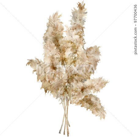 Watercolor tropical bouquet of dry pampas grass. Hand painted exotic card of plant isolated on white background. Floral illustration for design, print, fabric or background Watercolor tropical bouquet of dry pampas grass. Hand painted exotic card of plant isolated on white background. Floral illustration for design, print, fabric or background 97700436
