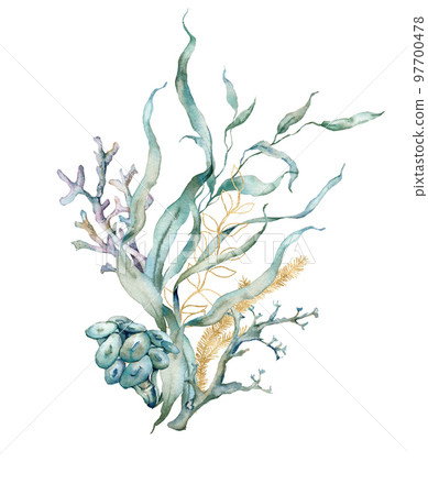 Watercolor tropical card of gold laminaria and linear corals. Underwater bouquet of plant and corals isolated on white background. Aquatic illustration for design, print or background. Watercolor tropical card of gold laminaria and linear corals. Underwater bouquet of plant and corals isolated on white background. Aquatic illustration for design, print or background. 97700478