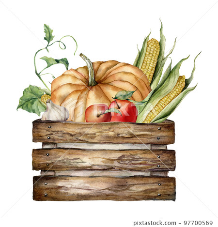 Watercolor autumn harvest composition of pumpkin, apple, corn, garlic and wooden box. Hand painted gourds isolated on white background. Botanical illustration for design, print or background. Watercolor autumn harvest composition of pumpkin, apple, corn, garlic and wooden box. Hand painted gourds isolated on white background. Botanical illustration for design, print or background. 97700569