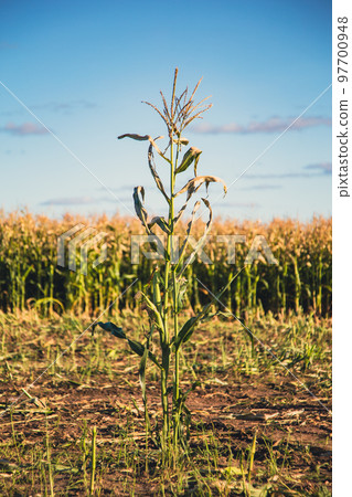 Lone dried corn on cultivated field illuminated by sunlight 97700948