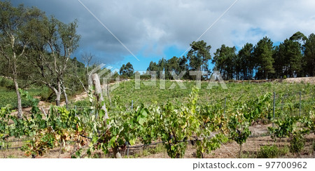 Vineyards with red wine grapes in wine region, Portugal Europe 97700962