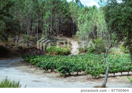Vineyards with red wine grapes in wine region, Portugal Europe 97700964