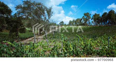 Vineyards with red wine grapes in wine region, Portugal Europe 97700968