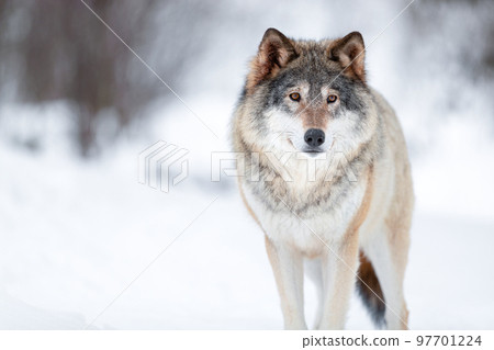 Eurasian wolf looking away in a white winter landscape 97701224