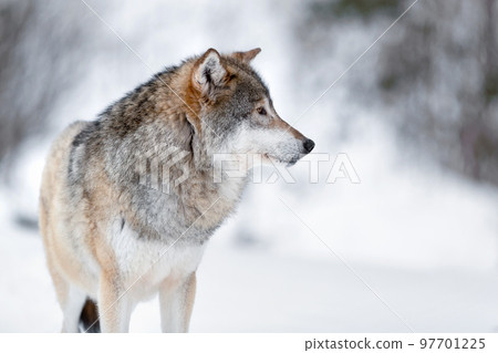 Canis Lupus wolf standing on snowy winter landscape 97701225