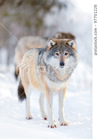 Alert wolves standing on snowy white winter landscape 97701226
