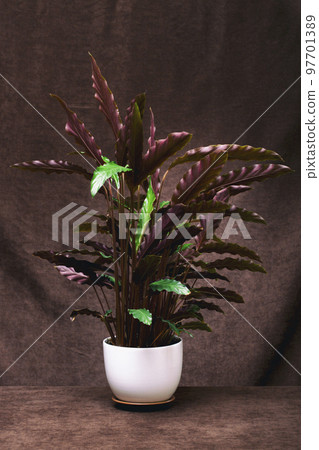 Bush room Calathea Rufibarba in a pot on a brown background Bush room Calathea Rufibarba in a pot on a brown background 97701389