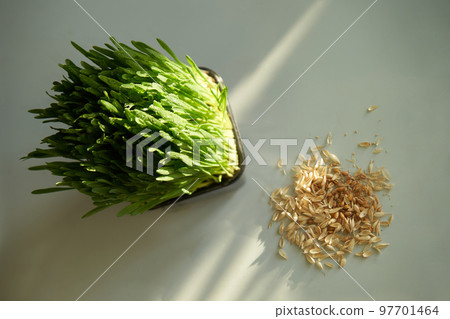 Green sprouted grass in the rays of the setting sun . Oat grains on the table. The concept of ecology, green energy, healthy nutrition and lifestyle. Green sprouted grass in the rays of the setting sun . Oat grains on the table. The concept of ecology, green energy, healthy nutrition and lifestyle. 97701464