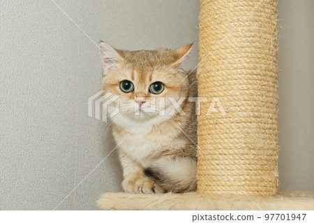 Red Scottish cat with green eyes 97701947