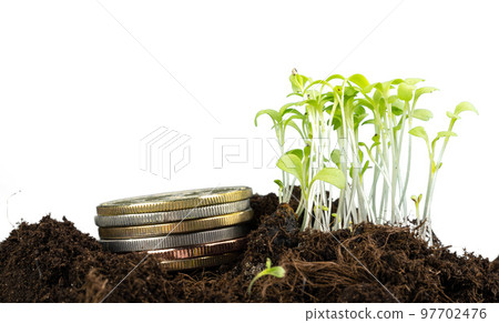 Coins stack of money and growing plant, financial concept Coins stack of money and growing plant, financial concept 97702476