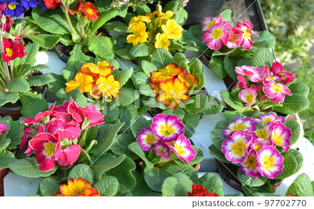 Multicolor primula flowers. Spring flowers primrose. Multicolor primula flowers. Spring flowers primrose. 97702770