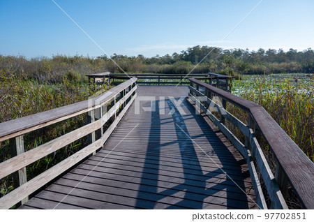 Anhinga Trail boardwalk in Everglades National Park on calm sunny morning. 97702851