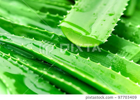 Aloe vera leaves close up view. It is a succulent herbaceous plant. Widely used in medicine and cosmetics. Macro photography. 97703409
