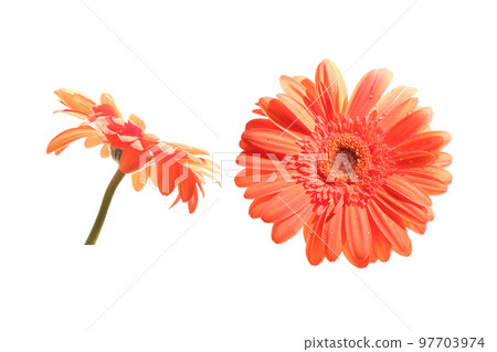 Gerbera flower neck on white background Gerbera flower neck on white background 97703974