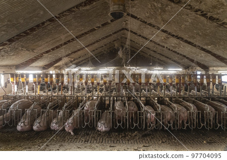 Old dirty pig farm inside. Pregnant sows waiting to be fed 97704095