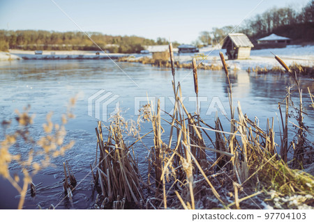 Reed on a winter lake in Denmark  97704103