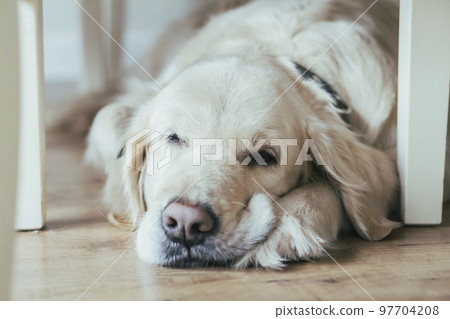Charming golden Retriever sleeps funny under a chair 97704208
