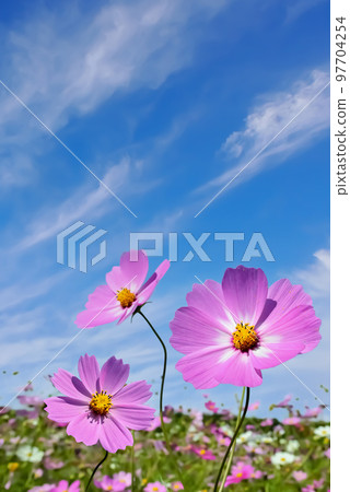Cosmos flower Cosmos flower 97704254